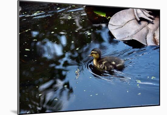 Baby Ducks on Pond-null-Mounted Poster