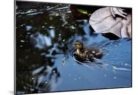 Baby Ducks on Pond-null-Mounted Poster