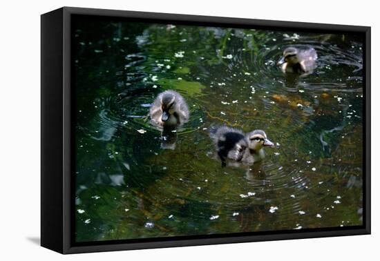 Baby Ducks on Pond-null-Framed Stretched Canvas