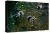 Baby Ducks on Pond-null-Stretched Canvas