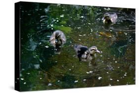 Baby Ducks on Pond-null-Stretched Canvas