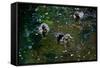 Baby Ducks on Pond-null-Framed Stretched Canvas