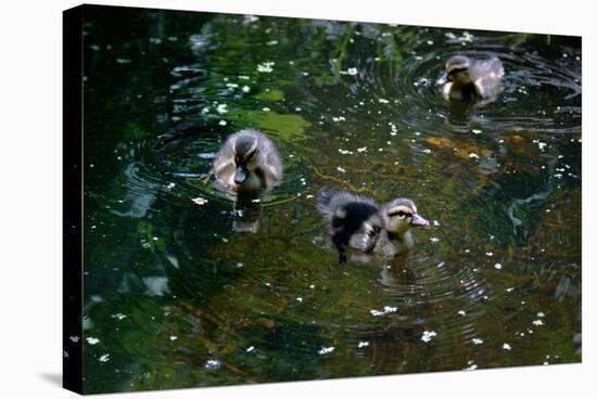 Baby Ducks on Pond-null-Stretched Canvas