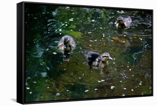 Baby Ducks on Pond-null-Framed Stretched Canvas