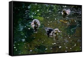 Baby Ducks on Pond-null-Framed Stretched Canvas