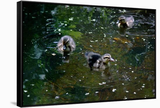 Baby Ducks on Pond-null-Framed Stretched Canvas