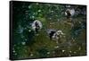 Baby Ducks on Pond-null-Framed Stretched Canvas