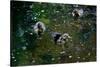 Baby Ducks on Pond-null-Stretched Canvas