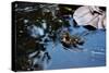Baby Ducks on Pond-null-Stretched Canvas