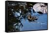 Baby Ducks on Pond-null-Framed Stretched Canvas