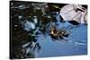 Baby Ducks on Pond-null-Stretched Canvas