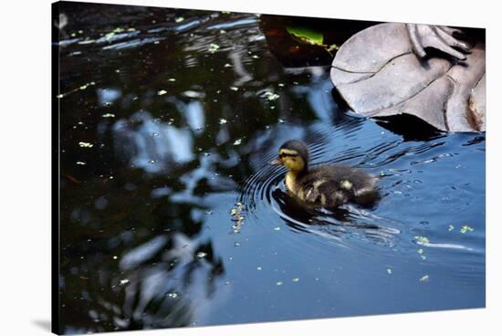 Baby Ducks on Pond-null-Stretched Canvas