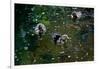 Baby Ducks on Pond-null-Framed Photo