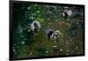 Baby Ducks on Pond-null-Framed Photo