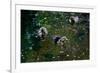 Baby Ducks on Pond-null-Framed Photo