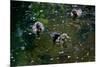 Baby Ducks on Pond-null-Mounted Photo