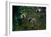 Baby Ducks on Pond-null-Framed Photo
