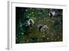 Baby Ducks on Pond-null-Framed Photo