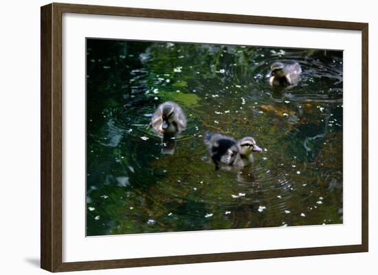 Baby Ducks on Pond-null-Framed Photo