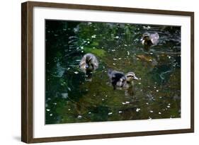 Baby Ducks on Pond-null-Framed Photo