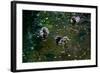 Baby Ducks on Pond-null-Framed Photo