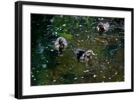 Baby Ducks on Pond-null-Framed Photo