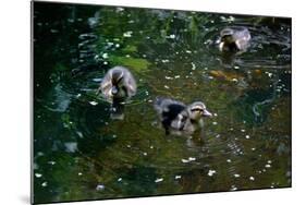 Baby Ducks on Pond-null-Mounted Photo