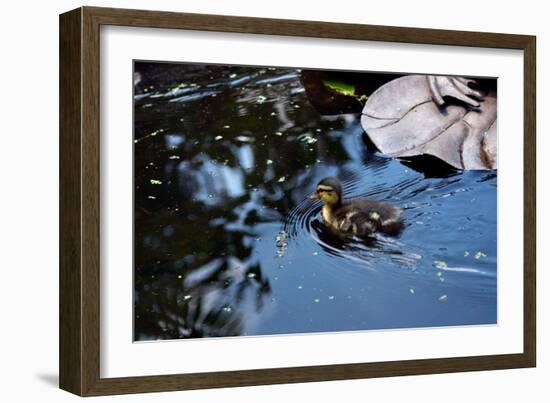 Baby Ducks on Pond-null-Framed Photo