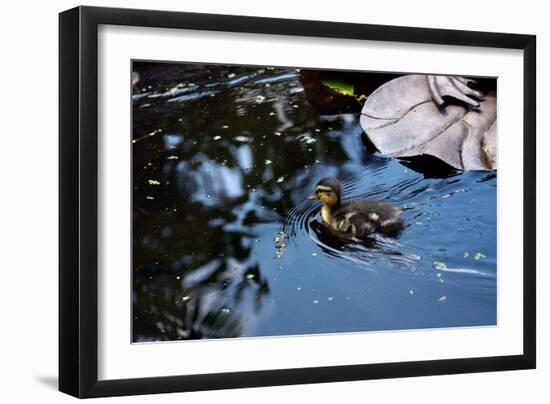 Baby Ducks on Pond-null-Framed Photo