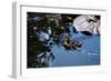 Baby Ducks on Pond-null-Framed Photo