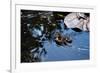 Baby Ducks on Pond-null-Framed Photo