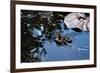 Baby Ducks on Pond-null-Framed Photo