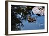 Baby Ducks on Pond-null-Framed Photo