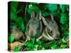 Baby Eastern Cottontail-Adam Jones-Stretched Canvas