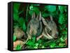 Baby Eastern Cottontail-Adam Jones-Framed Stretched Canvas