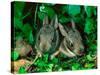 Baby Eastern Cottontail-Adam Jones-Stretched Canvas