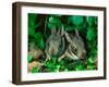 Baby Eastern Cottontail-Adam Jones-Framed Photographic Print