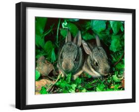 Baby Eastern Cottontail-Adam Jones-Framed Photographic Print