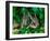 Baby Eastern Cottontail-Adam Jones-Framed Photographic Print