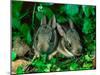 Baby Eastern Cottontail-Adam Jones-Mounted Photographic Print