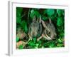 Baby Eastern Cottontail-Adam Jones-Framed Photographic Print