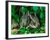 Baby Eastern Cottontail-Adam Jones-Framed Photographic Print