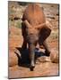 Baby Elephant at the David Sheldrick Wildlife Trust Elephant Orphanage, Nairobi-Andrew Mcconnell-Mounted Photographic Print