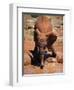 Baby Elephant at the David Sheldrick Wildlife Trust Elephant Orphanage, Nairobi-Andrew Mcconnell-Framed Photographic Print