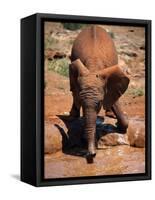 Baby Elephant at the David Sheldrick Wildlife Trust Elephant Orphanage, Nairobi-Andrew Mcconnell-Framed Stretched Canvas