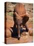 Baby Elephant at the David Sheldrick Wildlife Trust Elephant Orphanage, Nairobi-Andrew Mcconnell-Stretched Canvas