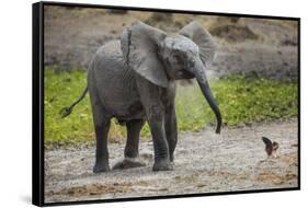 Baby elephant chasing bird (L. africana), Tarangire National Park, Tanzania, East Africa, Africa-Ashley Morgan-Framed Stretched Canvas