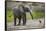 Baby elephant chasing bird (L. africana), Tarangire National Park, Tanzania, East Africa, Africa-Ashley Morgan-Framed Stretched Canvas