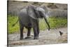 Baby elephant chasing bird (L. africana), Tarangire National Park, Tanzania, East Africa, Africa-Ashley Morgan-Stretched Canvas