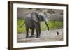 Baby elephant chasing bird (L. africana), Tarangire National Park, Tanzania, East Africa, Africa-Ashley Morgan-Framed Photographic Print